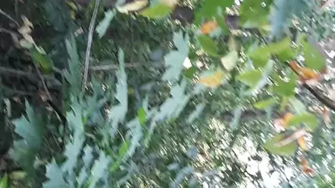 Lesbian Forest Encounter: Unexpected Pleasure