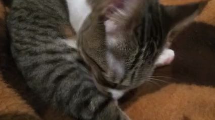 Gatita Cleaning Herself in a Naughty Scene