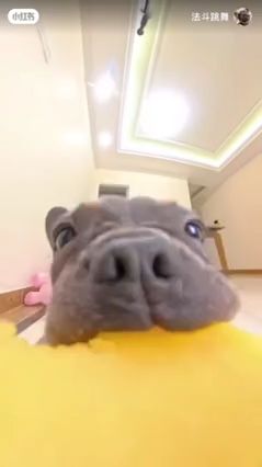 Dog eating it