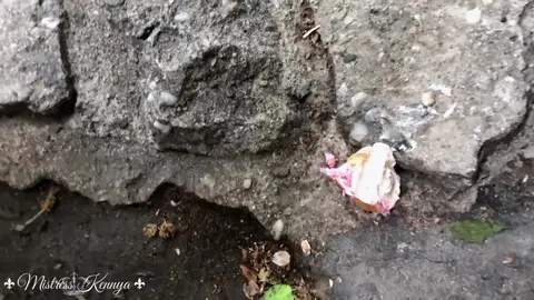 Mistress Kennya Humiliates Puppy Bitch in Public