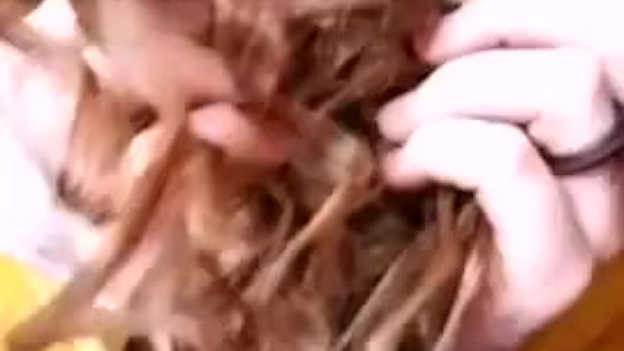 Hair Raising Experience with The Queen