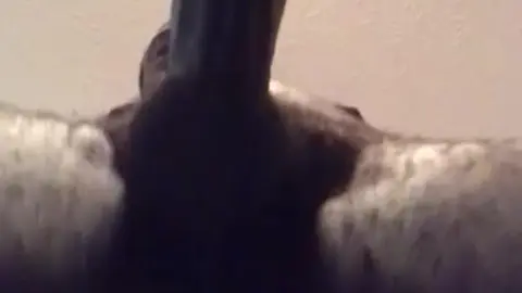 Pussy Pound Heavy Load Action Unfolds