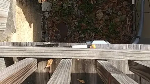Public Pissing Outdoor Adventure in Broad Daylight