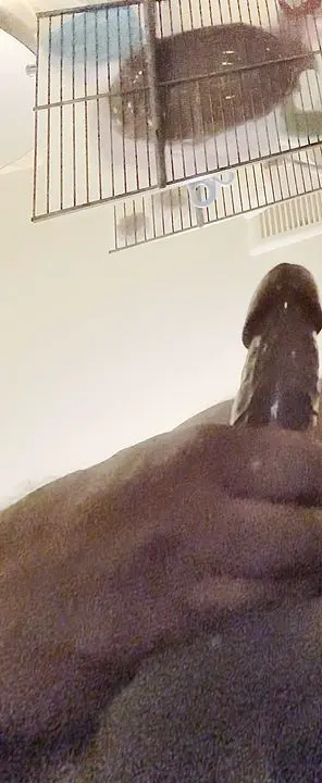 Cum Explosion Videos: Intense Orgasms Unleashed