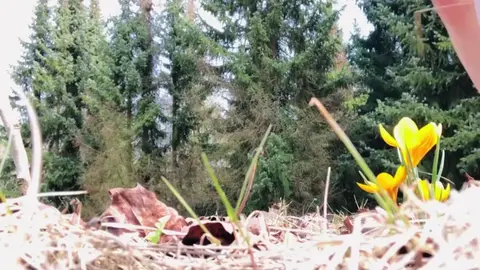 Peeing Outdoor: Forest Adventure with Birds